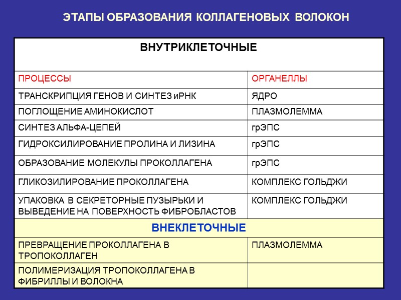 ЭТАПЫ ОБРАЗОВАНИЯ КОЛЛАГЕНОВЫХ ВОЛОКОН